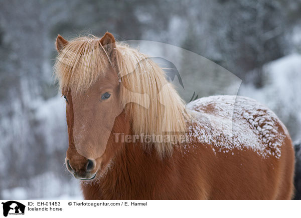 Islnder / Icelandic horse / EH-01453