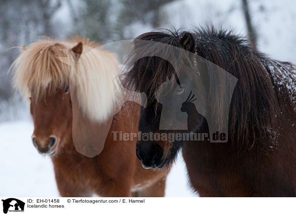 Icelandic horses / EH-01458