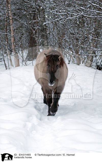 Islnder / Icelandic horse / EH-01465