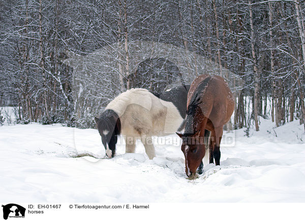 Islnder und Araber / horses / EH-01467