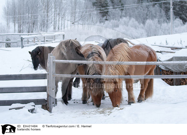 Islnder / Icelandic horses / EH-01484