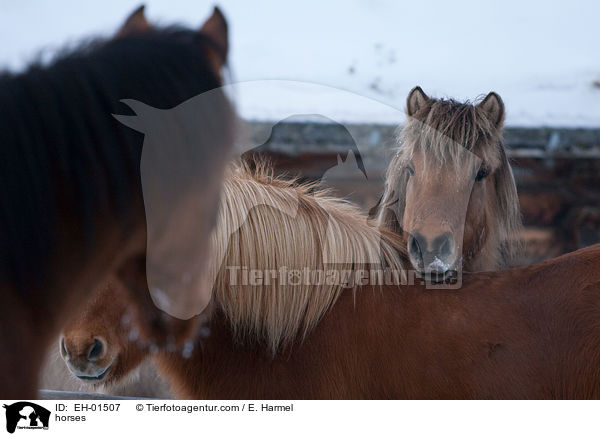 Islnder und Araber / horses / EH-01507