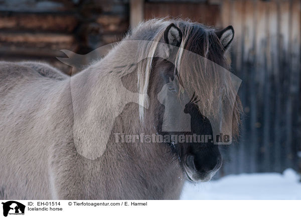 Islnder / Icelandic horse / EH-01514