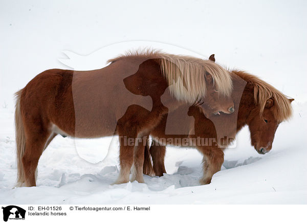 Islnder / Icelandic horses / EH-01526
