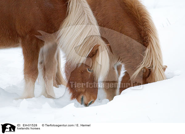 Islnder / Icelandic horses / EH-01528
