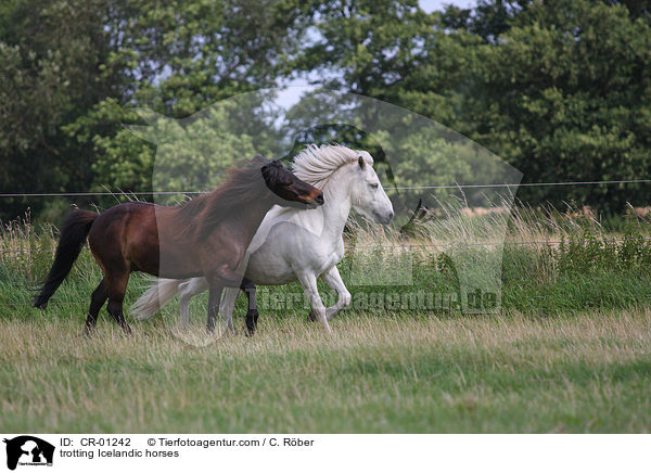trabende Islnder / trotting Icelandic horses / CR-01242