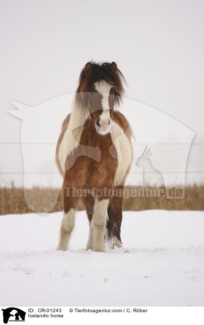 Islnder / Icelandic horse / CR-01243