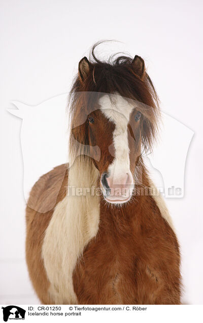 Islnder Portrait / Icelandic horse portrait / CR-01250