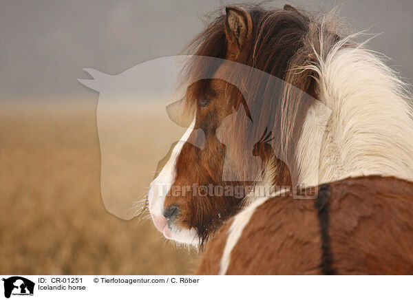 Islnder / Icelandic horse / CR-01251