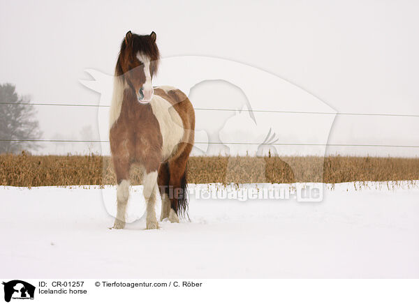 Islnder / Icelandic horse / CR-01257