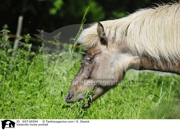 Islnder Portrait / Icelandic horse portrait / SST-06594