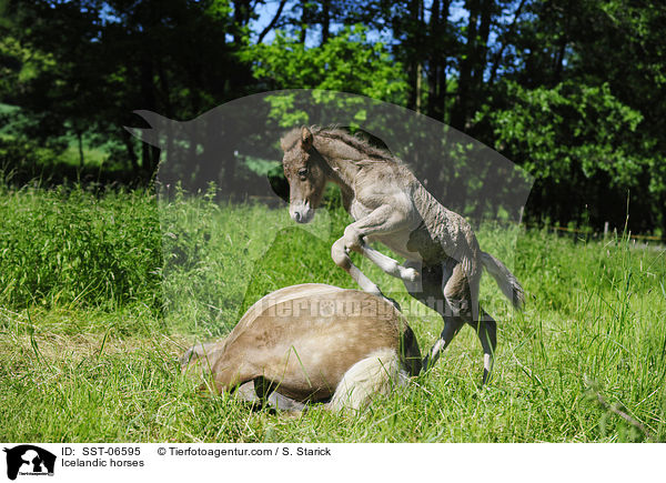 Islnder / Icelandic horses / SST-06595