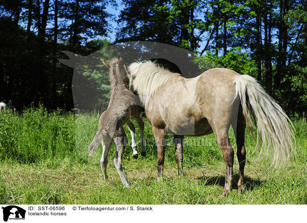 Islnder / Icelandic horses / SST-06596