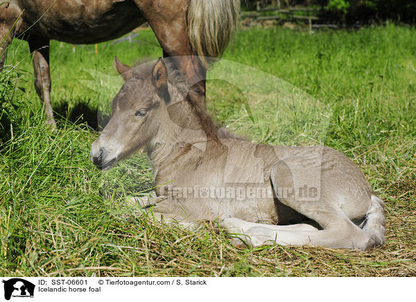 Islnder Fohlen / Icelandic horse foal / SST-06601