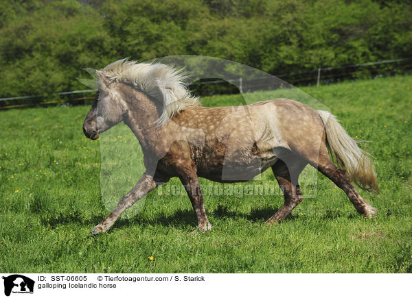 galoppierendes Islnder / galloping Icelandic horse / SST-06605