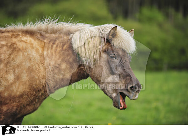 Islnder Portrait / Icelandic horse portrait / SST-06607