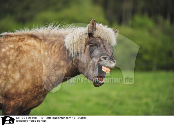 Icelandic horse portrait / SST-06608