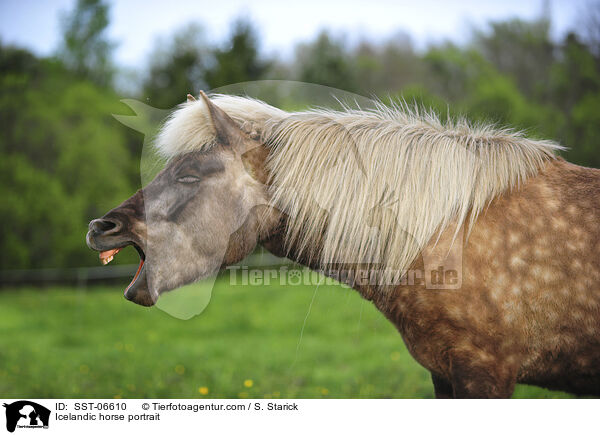 Islnder Portrait / Icelandic horse portrait / SST-06610