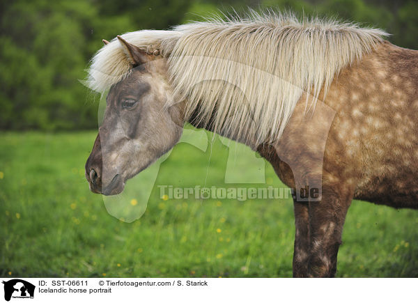 Icelandic horse portrait / SST-06611