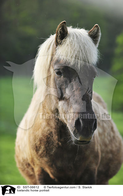 Islnder Portrait / Icelandic horse portrait / SST-06612