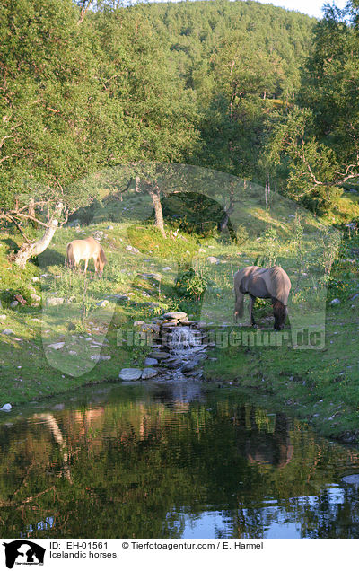 Islnder / Icelandic horses / EH-01561