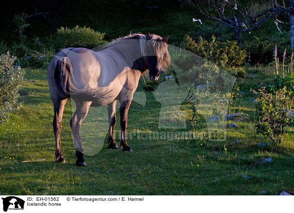 Islnder / Icelandic horse / EH-01562