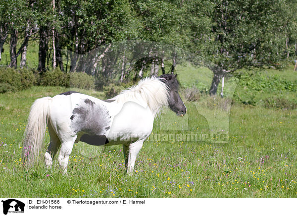 Islnder / Icelandic horse / EH-01566