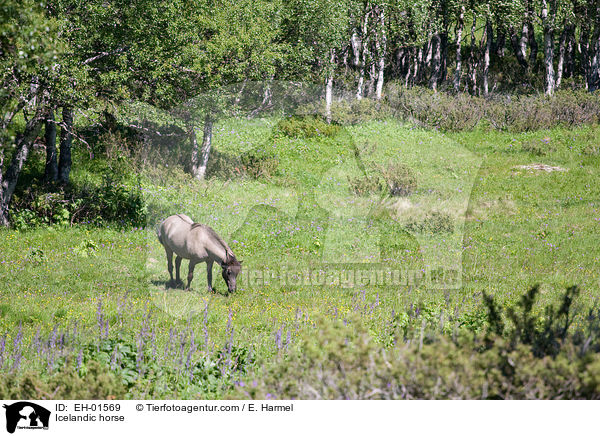 Islnder / Icelandic horse / EH-01569