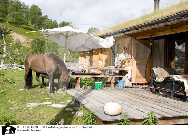 Islnder / Icelandic horses / EH-01570