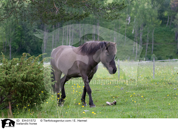 Islnder / Icelandic horse / EH-01572