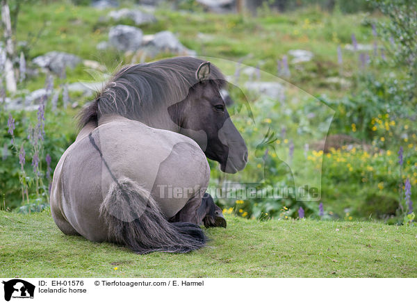 Islnder / Icelandic horse / EH-01576