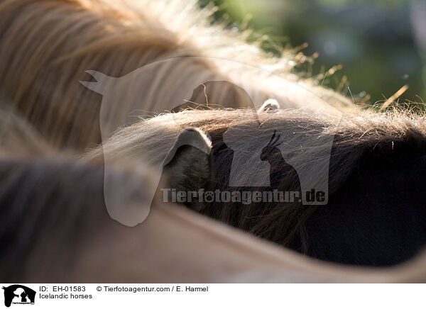 Islnder / Icelandic horses / EH-01583