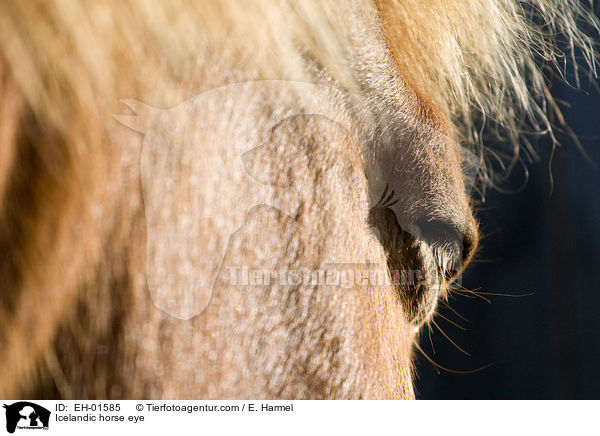Islnder Auge / Icelandic horse eye / EH-01585