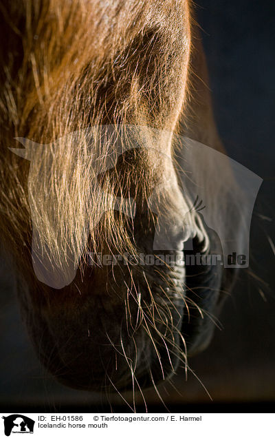 Islnder Maul / Icelandic horse mouth / EH-01586