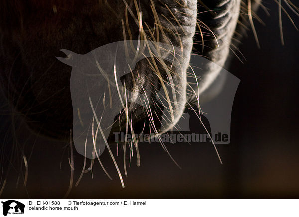 Islnder Maul / Icelandic horse mouth / EH-01588