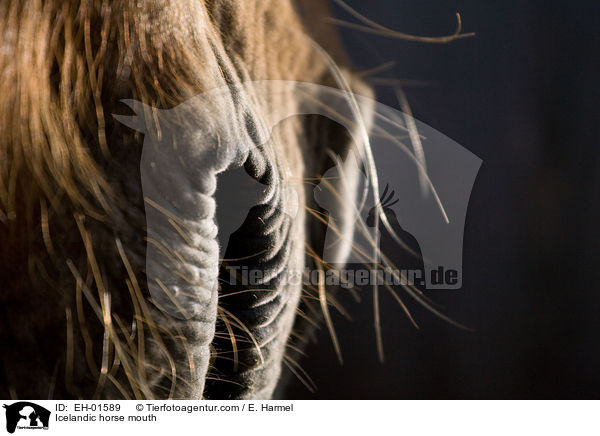 Icelandic horse mouth / EH-01589
