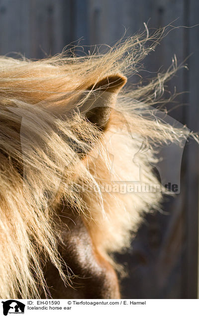Islnder Ohr / Icelandic horse ear / EH-01590