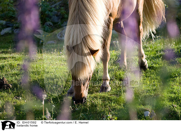 Islnder / Icelandic horse / EH-01592