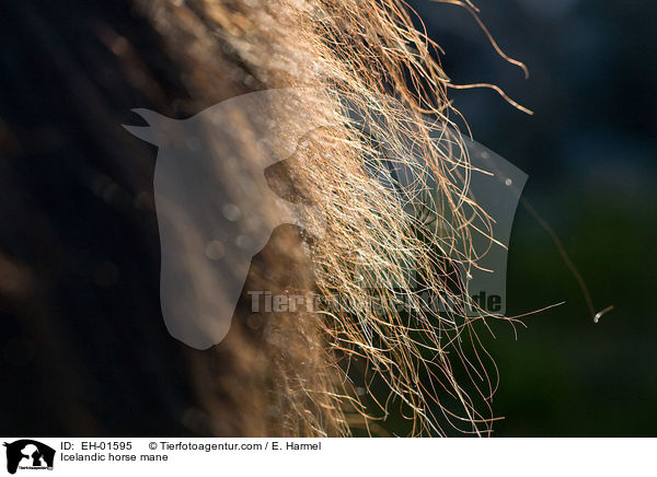 Islnder Mhne / Icelandic horse mane / EH-01595