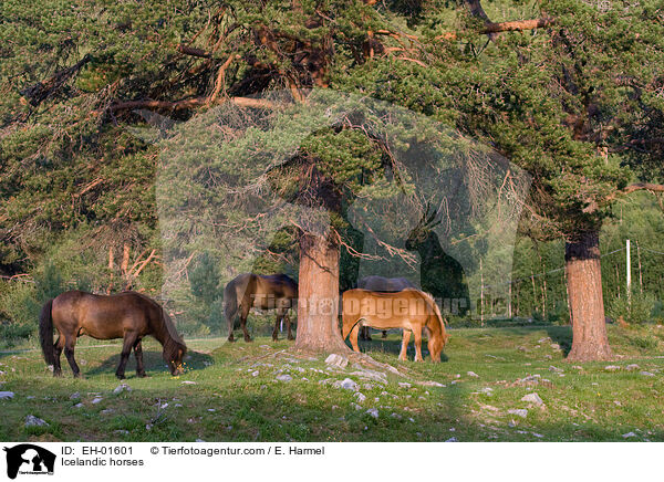 Islnder / Icelandic horses / EH-01601