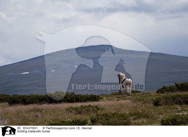 trabender Islnder / trotting Icelandic horse / EH-01641