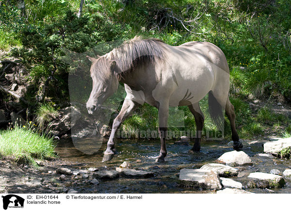 Islnder / Icelandic horse / EH-01644