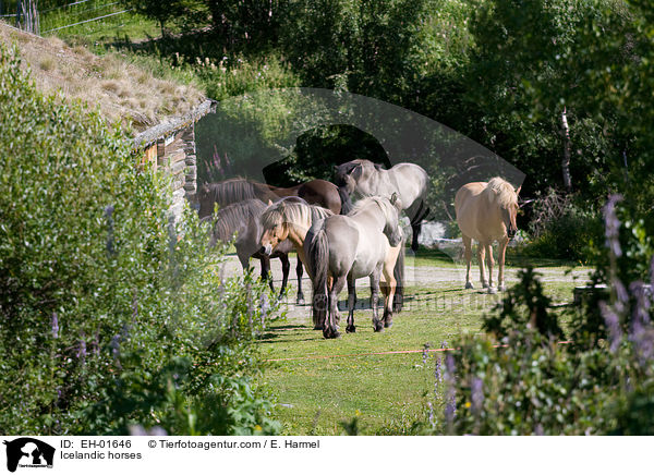 Islnder / Icelandic horses / EH-01646