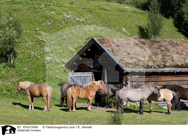 Islnder / Icelandic horses / EH-01648