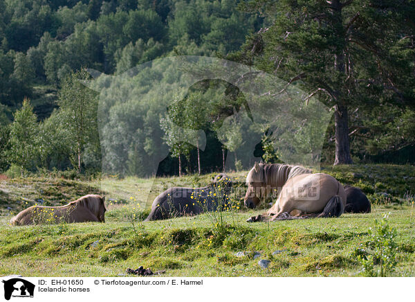 Islnder / Icelandic horses / EH-01650
