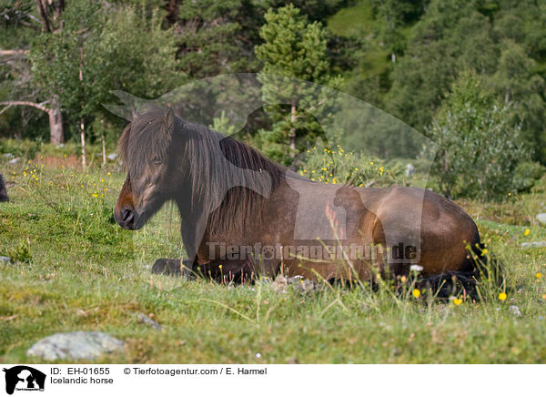 Islnder / Icelandic horse / EH-01655