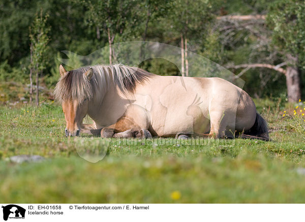 Islnder / Icelandic horse / EH-01658