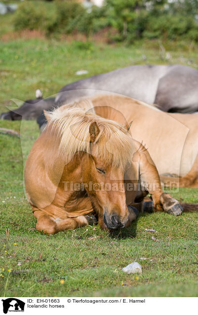 Islnder / Icelandic horses / EH-01663