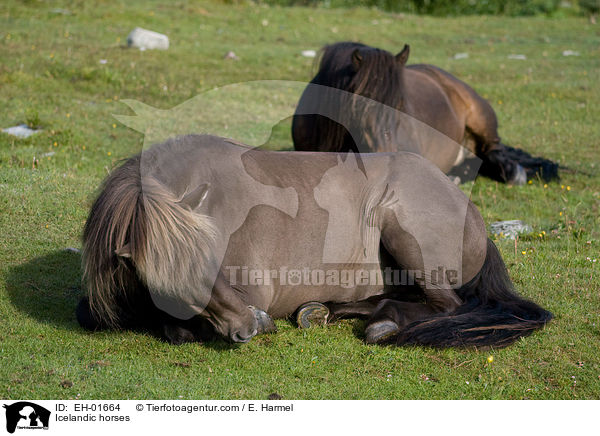 Islnder / Icelandic horses / EH-01664