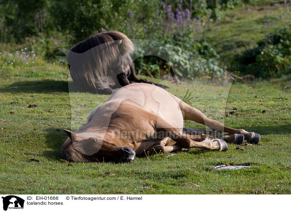 Islnder / Icelandic horses / EH-01666